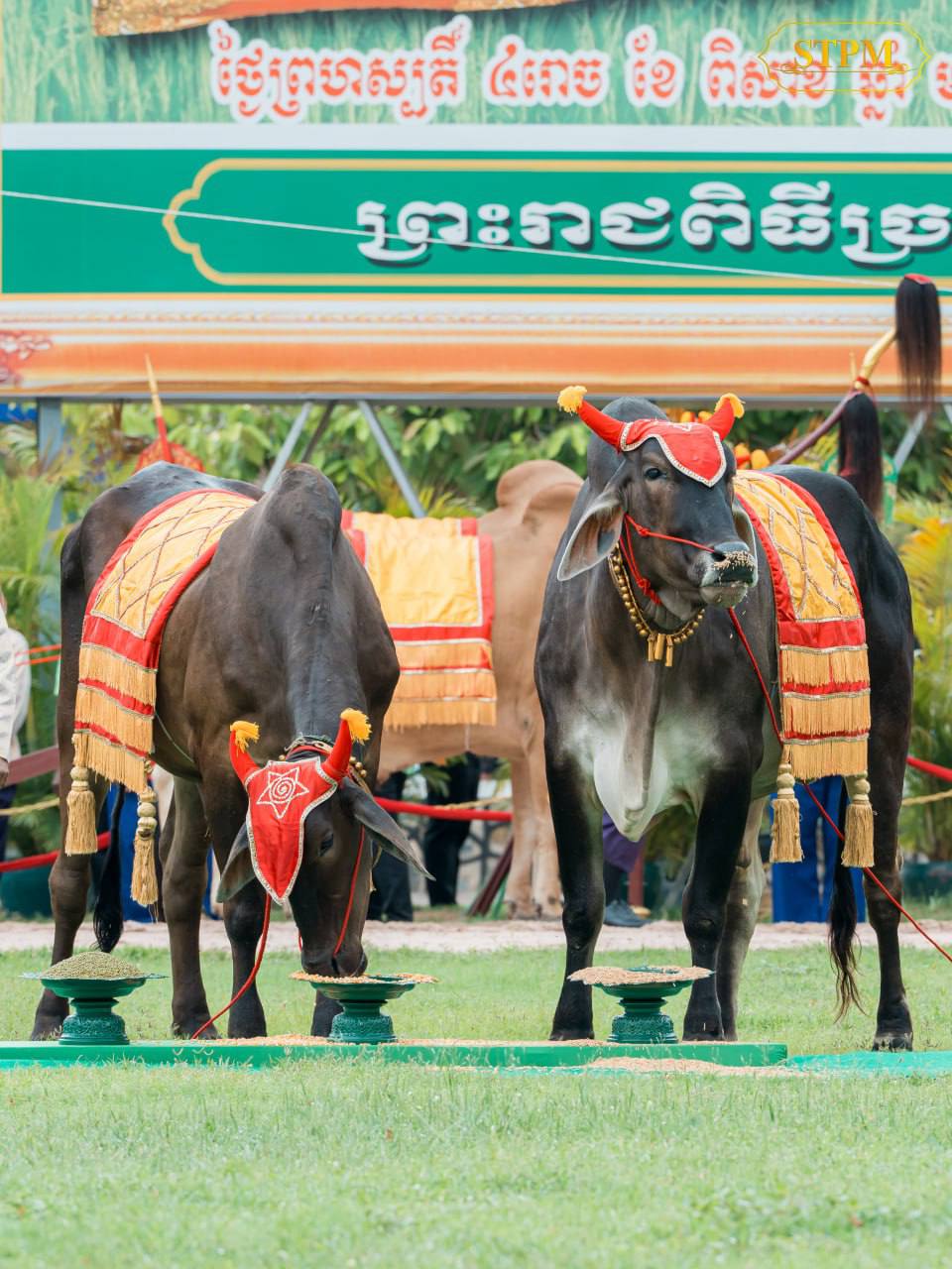 ការផ្សងគោឧសភរាជ៖ ស្រូវ ពោត និងសណ្តែក ទទួលបានផលល្អ